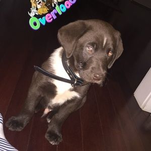 Meet your Posher, Jane